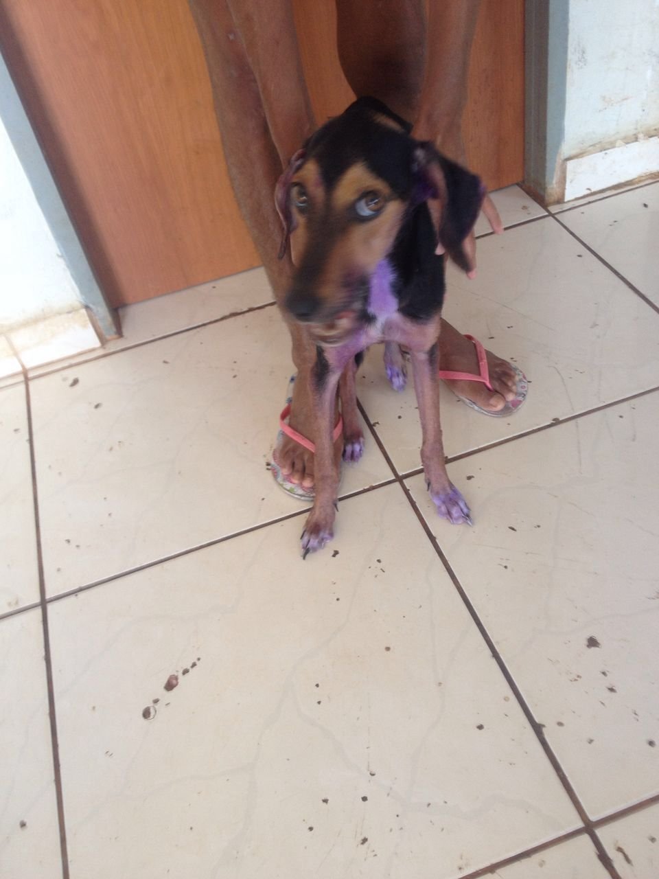 Ajude a BELLA