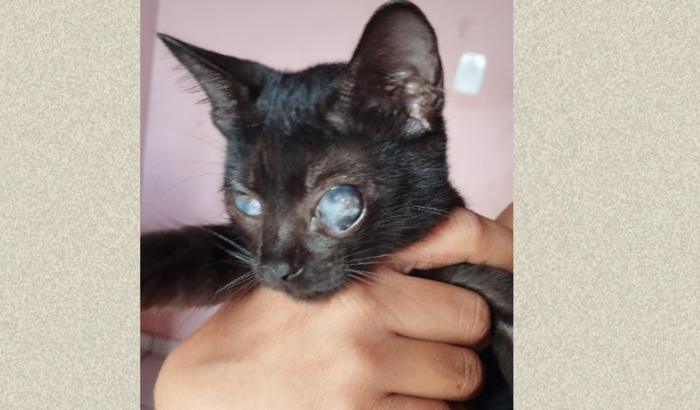 Ajudem o Black