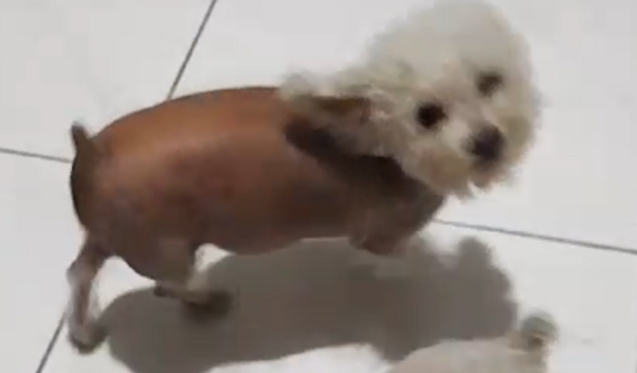 Ajudem no tratamento do pipoquinha🐕