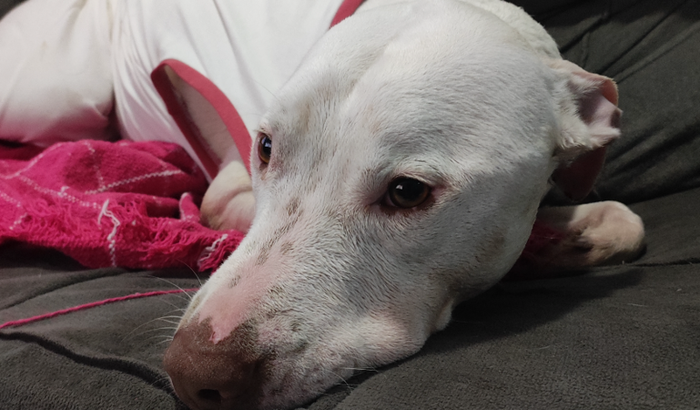 Ajuda para o verstappen realizar a cirurgia para remoção de massa no intestino 