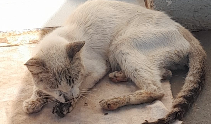 Ajuda leva Zequinha pro vet