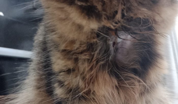 me ajude a pagar o tratamento  da minha gata
