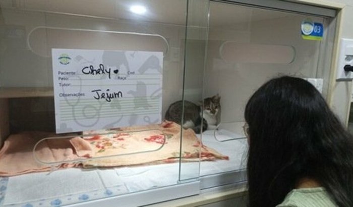 Cirurgia de Laparotomia Exploratória de Emergência Gatinha Chely