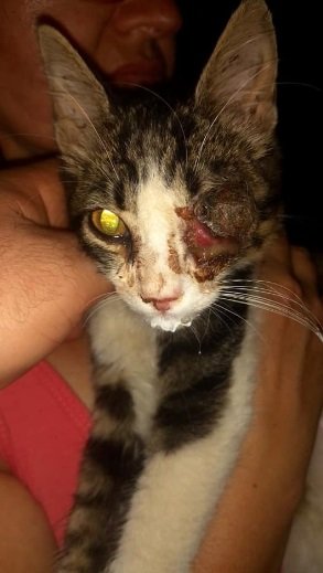 Gata Luz precisando da sua ajuda