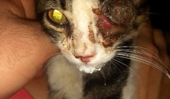 Gata Luz precisando da sua ajuda