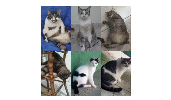 Transportando os gatos