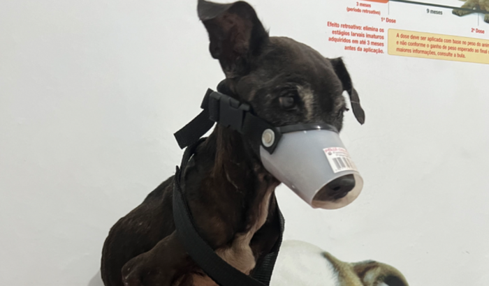 Tratamento + cirurgia Jabatiteua