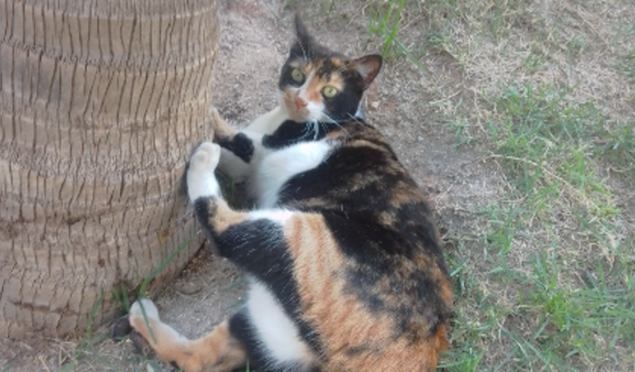 Gatos do condomínio Spazio Roosevelt (controle da população)