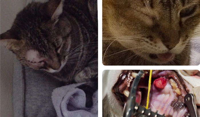 Ajude com os custos da cirurgia e tratamento oncológico da Nina