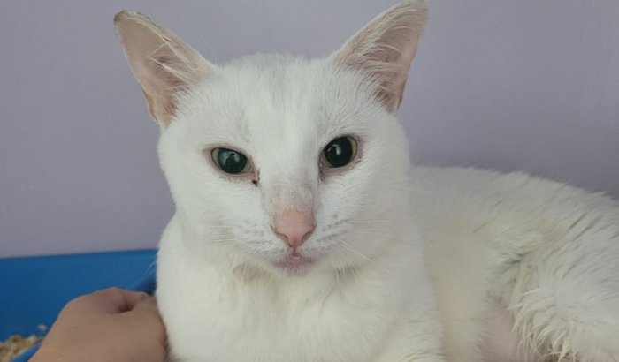 Ajuda para cirurgia da Aurora