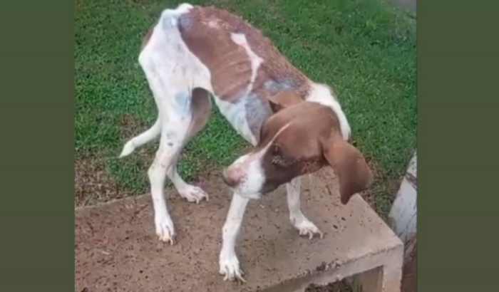 AJUDE ESPERANÇA A TER UMA NOVA CHANCE