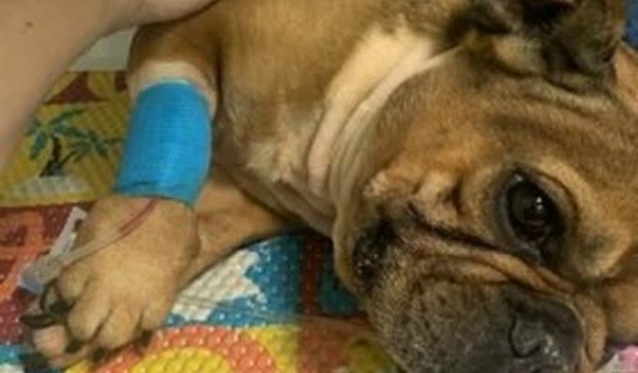 Ajude o Casão com a cirurgia