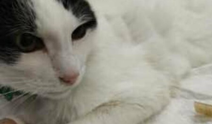 Donzinho precisa de ajuda para respirar