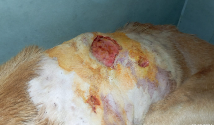 Ajude Stuart a viver