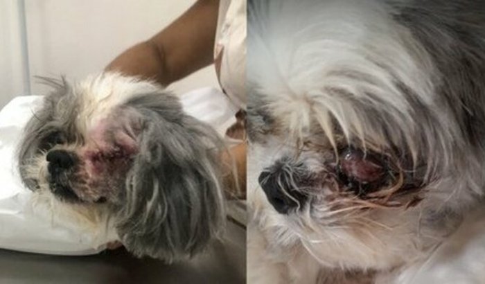 Enucleação do Theozinho