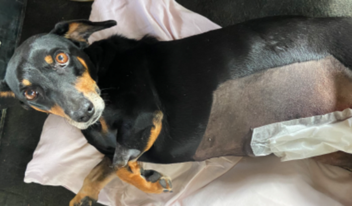 Ação em prol da Bel