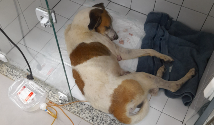 Ajude na internação do cachorrinho atropelado