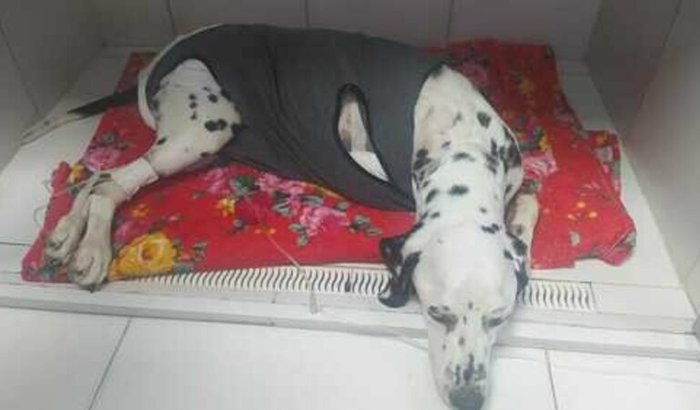 Meu filho Bob com câncer 😠meu dálmata