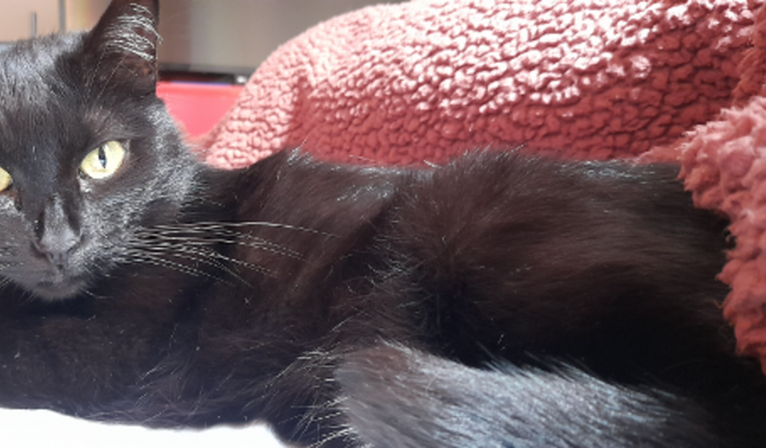 Tratamento dentário para Alice e Benedita