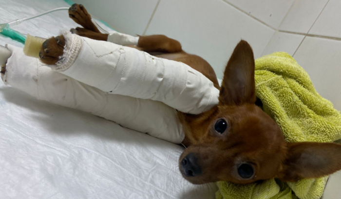 AJUDE MEU CACHORRINHO A REALIZAR UMA CIRURGIA