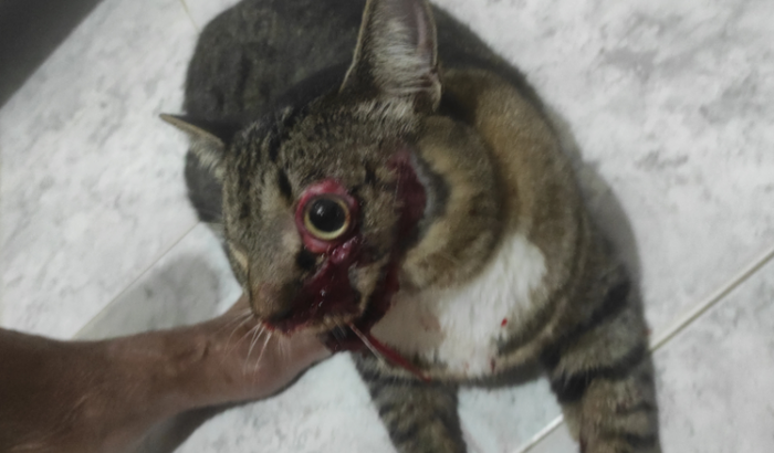 Coragem o gato covarde 