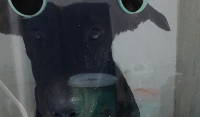 Cachorrinho atropelado