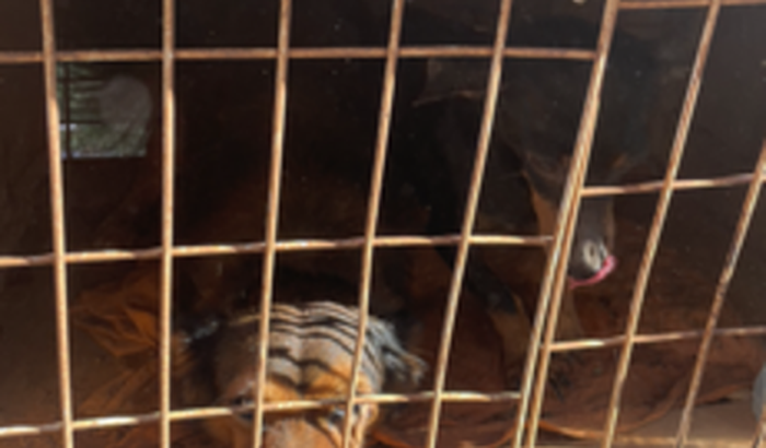 Preciso de ajuda para cuidar do tratamento de dois cachorros 