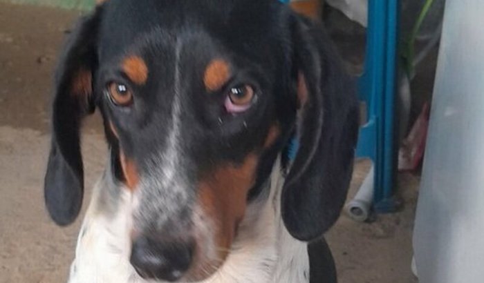 Ajude a salvar minha cachorrinha 