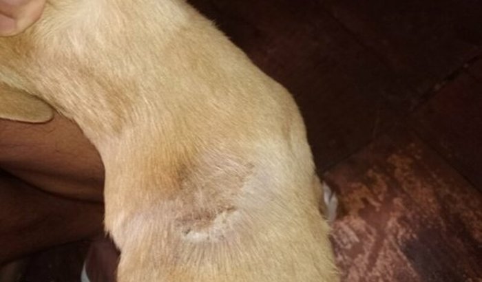 Ajuda para o tratamento de pele do meu Doguinho