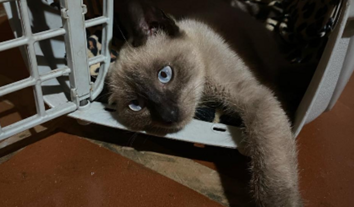 Ajude o gatinho Mingau a voltar a andar