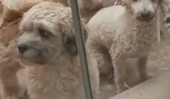 Solidariedade ao meu filho pet