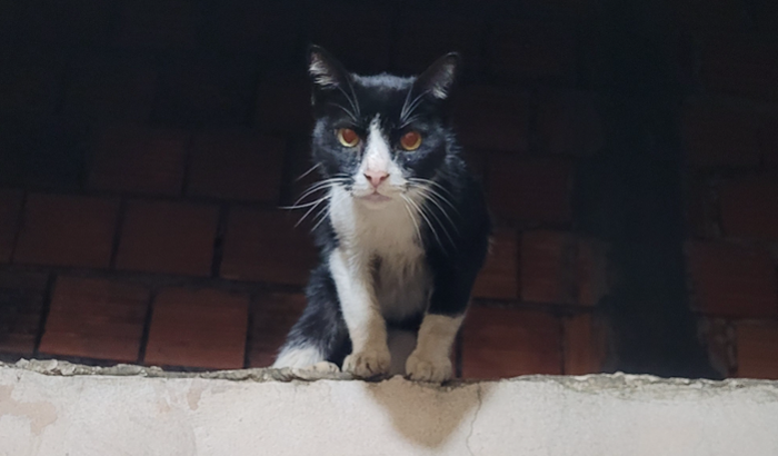 Ajude a Gatinha de Rua Felv Positiva 