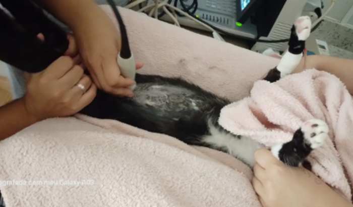AJUDE MINHA GATA A SOBREVIVER!!