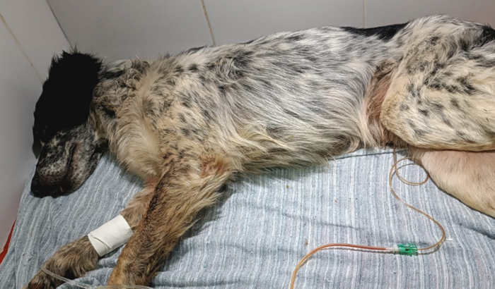 Vaquinha para cirurgia do Zeca