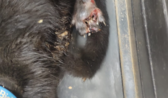 Tratamento do gato Venom 
