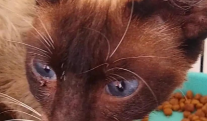 Ajude a Valentina a fazer sua cirurgia <3