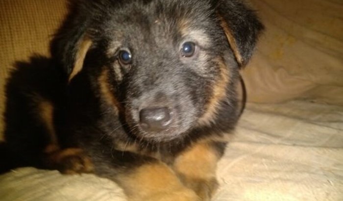 Ajuda pra pagar a cirurgia da minha cachorrinha que foi atropelada 