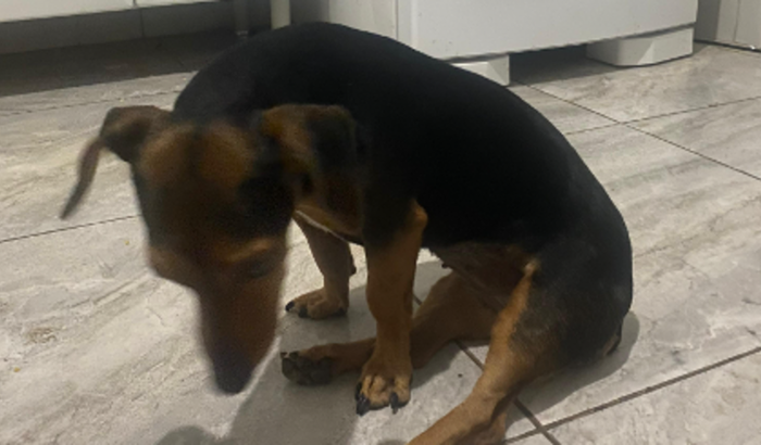 Ajude a bibi voltar andar