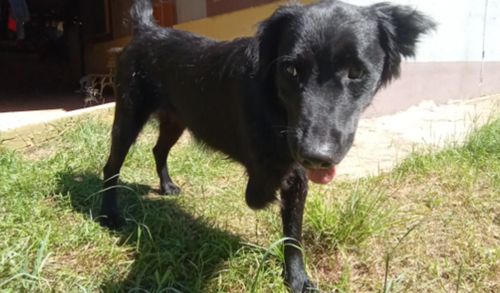 Cachorro sem perna 