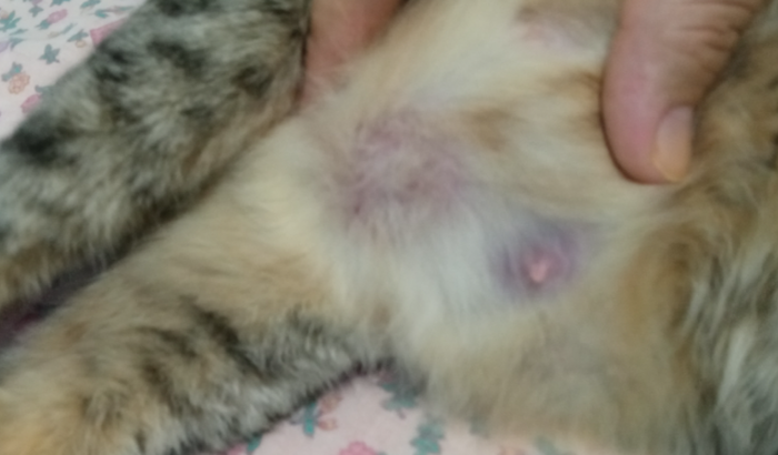 Cirurgia de câncer de mama da minha gata
