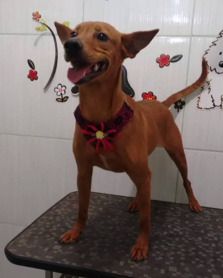 Hotelzinho Joy - Fevereiro