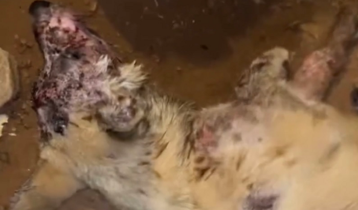 Consulta veterinária