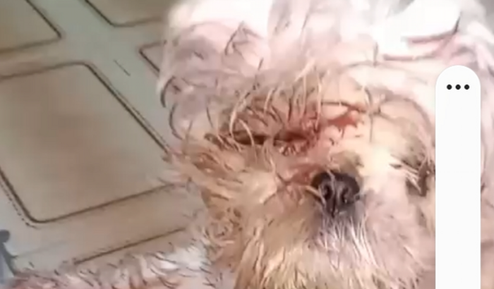 Ajude salvar o olhinho da Mel