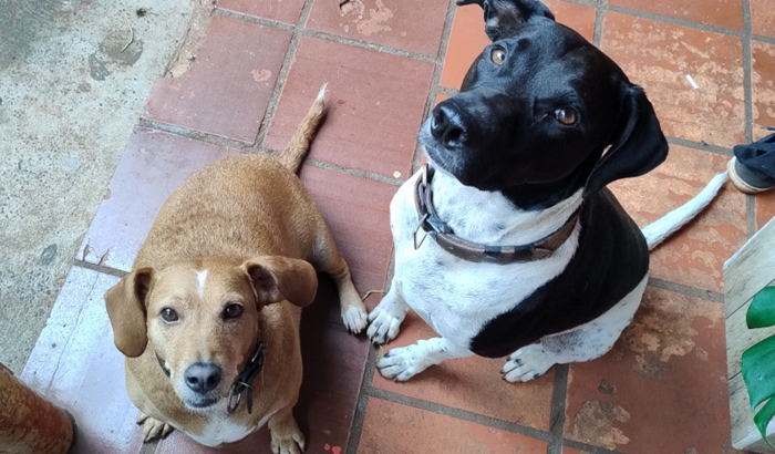 Junto para um futuro melhor da nossa família e dos animais