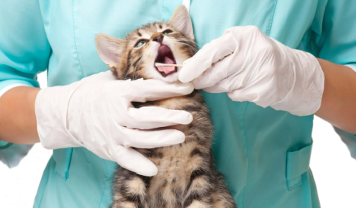 Ajuda a realizar meu sonho de ser um Veterinário