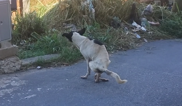 Ajudando a cadelinha encontrada no felix