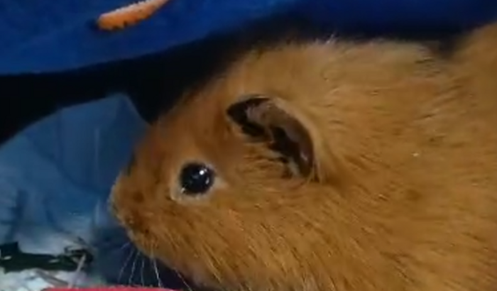 Ajuda a pagar a conta do veterinário do Jake