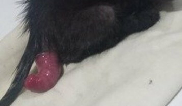 Ajuda para pagar a cirurgia de colopexia do gato do meu pai