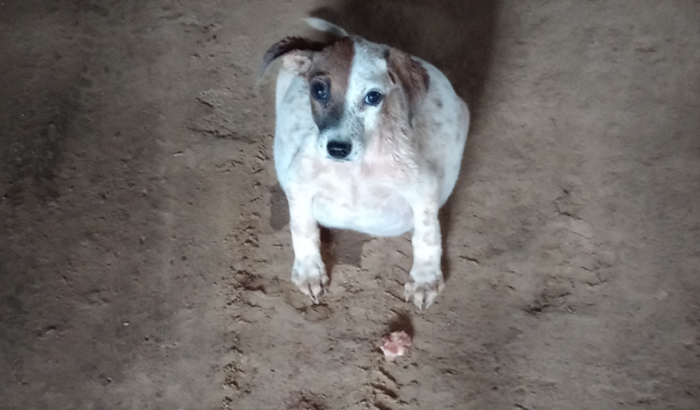 Cirurgia e tratamento dessa cachorrinha 