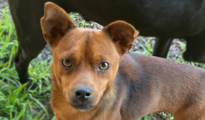 Ajude o Feio (cachorro comunitário)